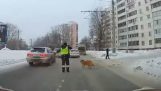 Agent de police contribue à un chien à traverser la route