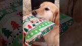 Un perro recibe el regalo más útil.