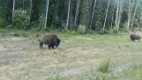 Pitbull vs. Bison