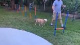 Agility trening