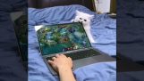 Quando o gato quebra seu laptop