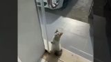 A cat is looking for air conditioning