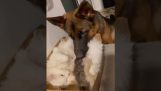 Dog watches newborn kittens