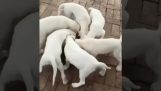 Een tornado van puppy's