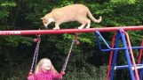 Cat walks on a swing