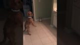 Dog vs mirror