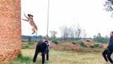 Saut spectaculaire par un chien