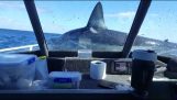 Un requin saute sur un bateau de pêche