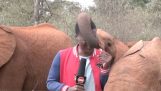 Un éléphant harcèle un journaliste avec sa trompe