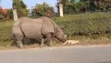 Rhino spaventa un cane