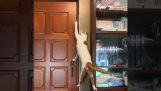 Smart cat opens a door