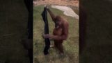 男のカーディガンを着るオランウータン