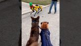 Dos perros conocen a un perro robot