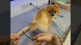 犬専用グルーミング