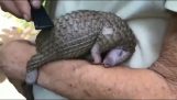 Cum să faci un pangolin fericit