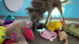 Les chiens choisissent leurs jouets