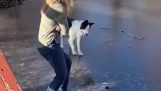 A primeira vez do cachorro em um lago congelado