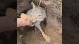 Quand tu as un coyote au lieu d'un chien