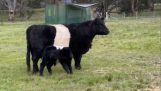 Calf with camouflage