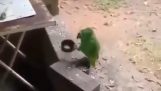 Parrot on strike