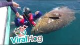 Swim with a goliath grouper