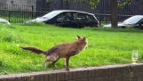 A fox delivers a present to humans