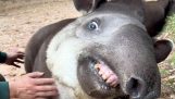 Un tapir îi place să se zgârie