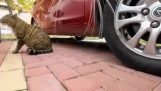 Pelea POV entre dos gatos en la calle