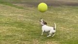 Kafasındaki topu dengede tutan köpek