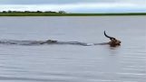 Crocodile chassant une antilope dans une rivière