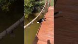 Un chat maladroit tombe à l’eau