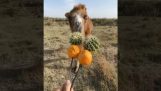 Kebab with orange and cactus