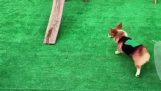 The corgi challenge