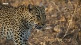 Leopard risks her life for a meal