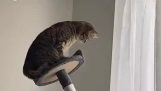 Cat vs cat tree