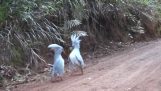 カンガルーの踊り