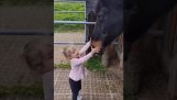 Un beau moment entre un enfant et un cheval