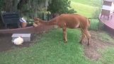 The hen won't let the alpaca eat her food