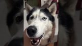 Un husky habla italiano