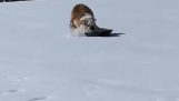 Hond heeft plezier op een snowboard