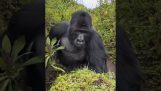 Un gorilla fa sapere alle persone che sono ospiti nel suo territorio