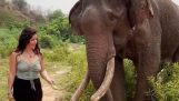 Elefante empurra uma mulher