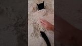 Um gato está se divertindo enterrando-se na areia