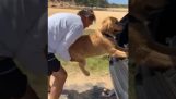 Een hond weigert het strand te verlaten