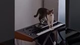 Cat compose la musique d'un film à suspense