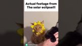 La représentation de l'éclipse avec des chats