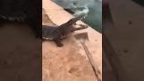 Chasser les alligators avec une pelle