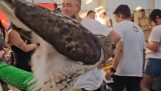 Hawk zielt und kackt auf den Jungen