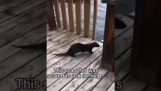 An otter asks people for help