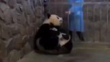 How to easily steal a baby panda